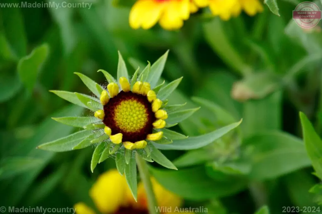 MadeinMycountry Copyright Wild Australia MadeinMycountry nature Australia